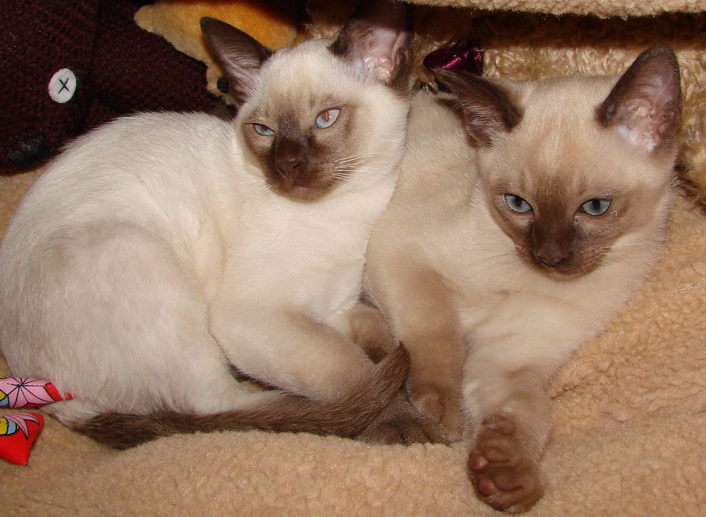 The Tonkinese: The Perfect Middle Ground (image credits: flickr)