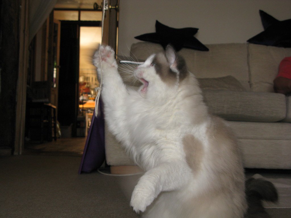 Ragdoll: The Puppy Cat That Goes Limp in Your Arms (image credits: flickr)