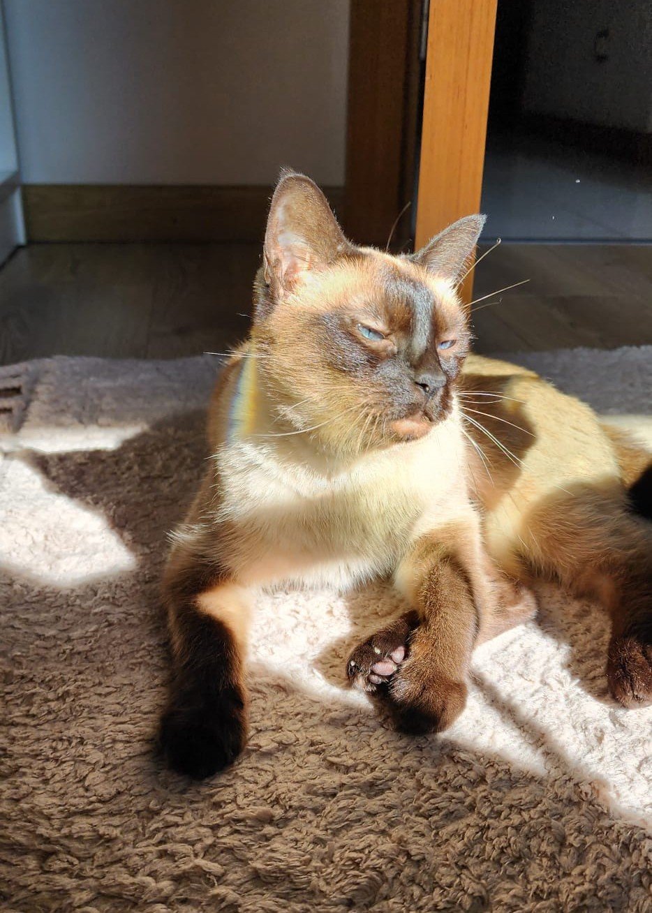 Siamese: The Chatty Companion Who Never Stops Talking (image credits: wikimedia)