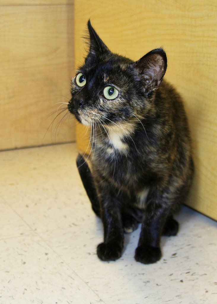 Manx: The Tailless Guardian With Protective Instincts (image credits: flickr)