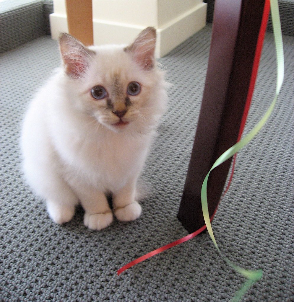 Birman: The Sacred Cat With a Servant's Heart (image credits: flickr)