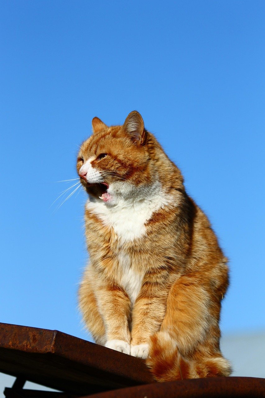 Egyptian Mau: The Loyal Hunter (image credits: pixabay)