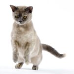 The Most Dog-Like Cat Breeds Ranked by Behavior