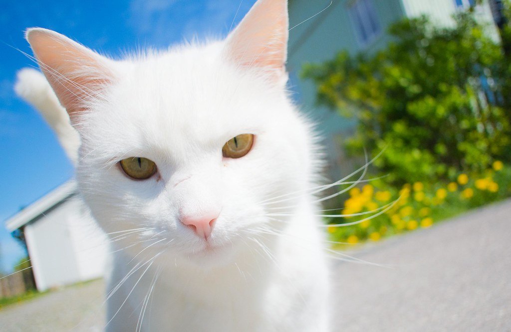 Ragdoll Cats Melt in Your Arms Like Butter (image credits: flickr)