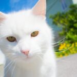 8 Cat Breeds With the Softest Coats You'll Ever Pet