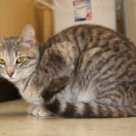 Japanese Bobtail: The Lucky Charm Cat