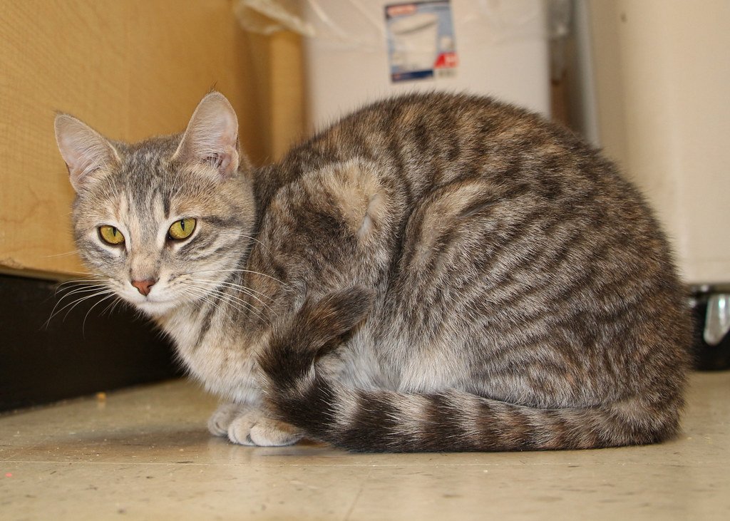 Japanese Bobtail: The Lucky Charm Cat