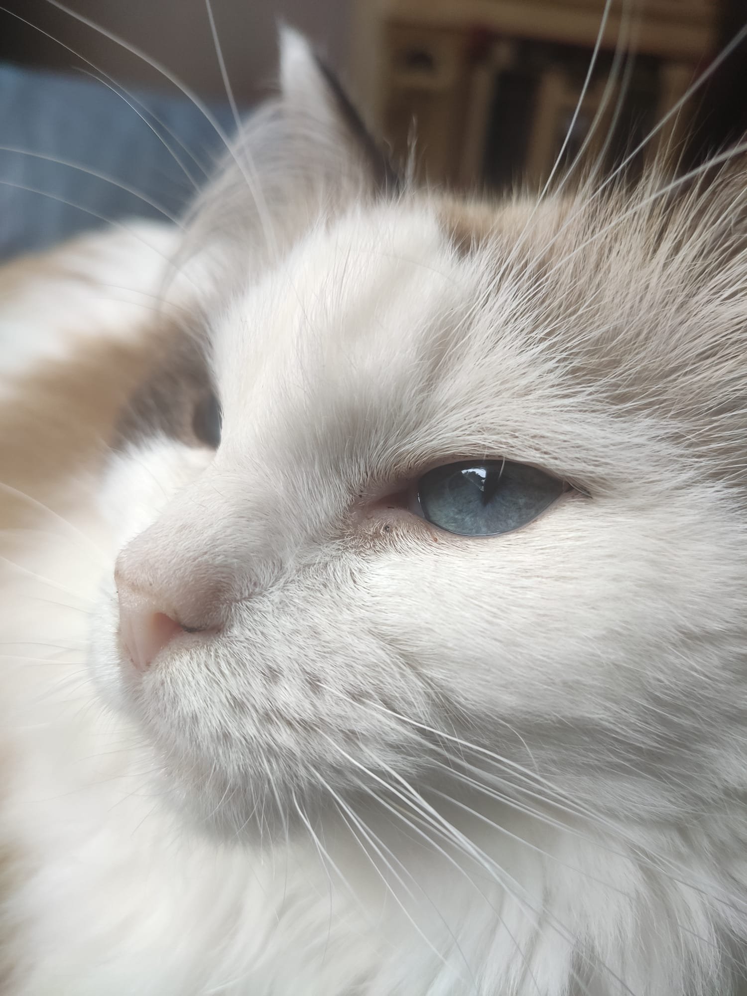 Ragdoll - The Ultimate Lap Cat (image credits: wikimedia)