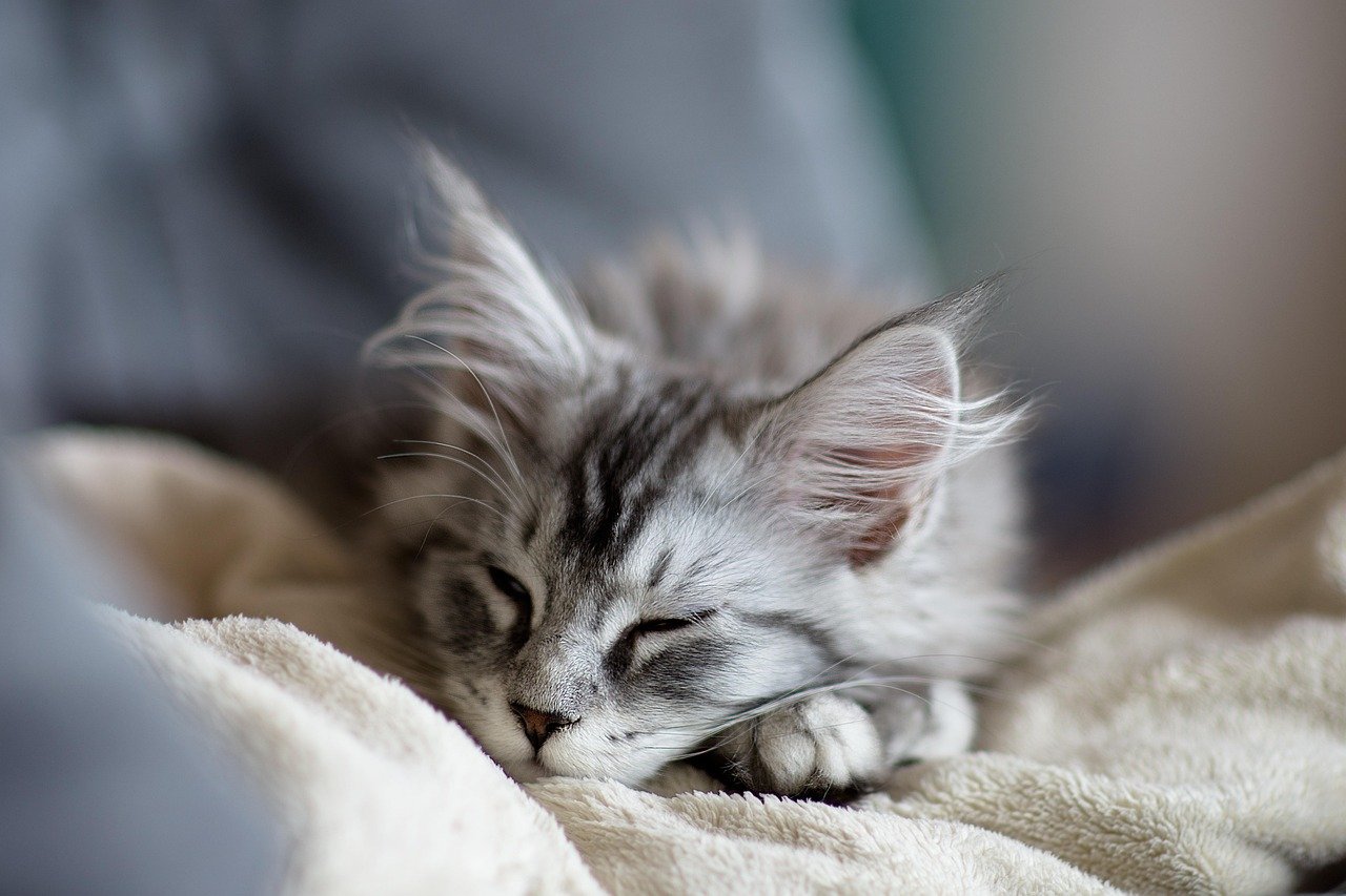Maine Coon - America's Gentle Giant (image credits: pixabay)
