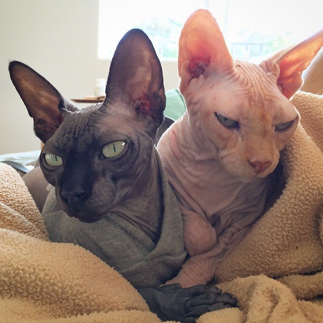 Sphynx - The Hairless Charmer (image credits: flickr)