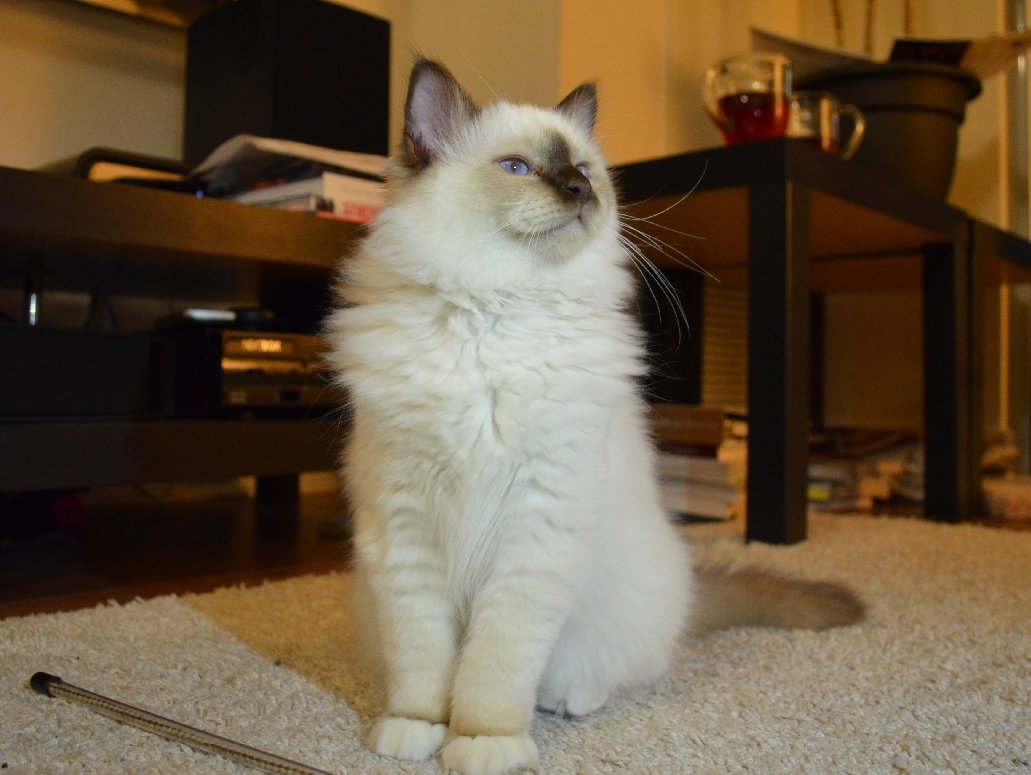 Birman - The Sacred Temple Cat (image credits: wikimedia)