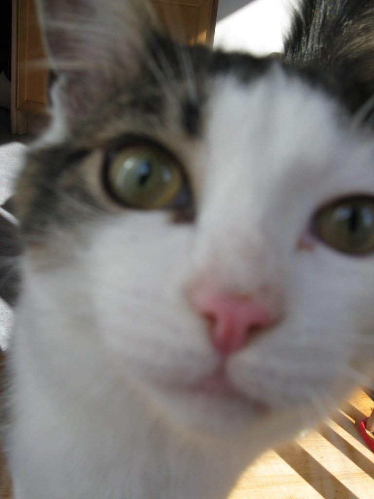 Exotic Shorthair - The Laid-Back Persian (image credits: flickr)