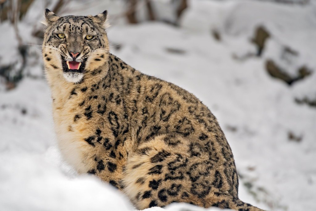 They're Obsessed with Smelling Rocks (image credits: flickr)