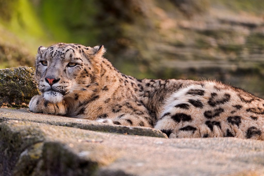 They Sunbathe Like Lazy House Cats (image credits: flickr)
