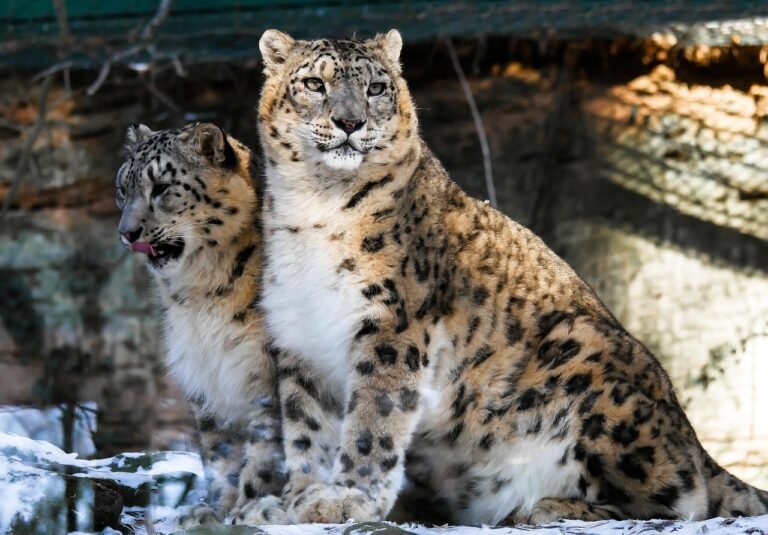 Snow Leopards at Their Strangest — 9 Behaviors That Defy Logic