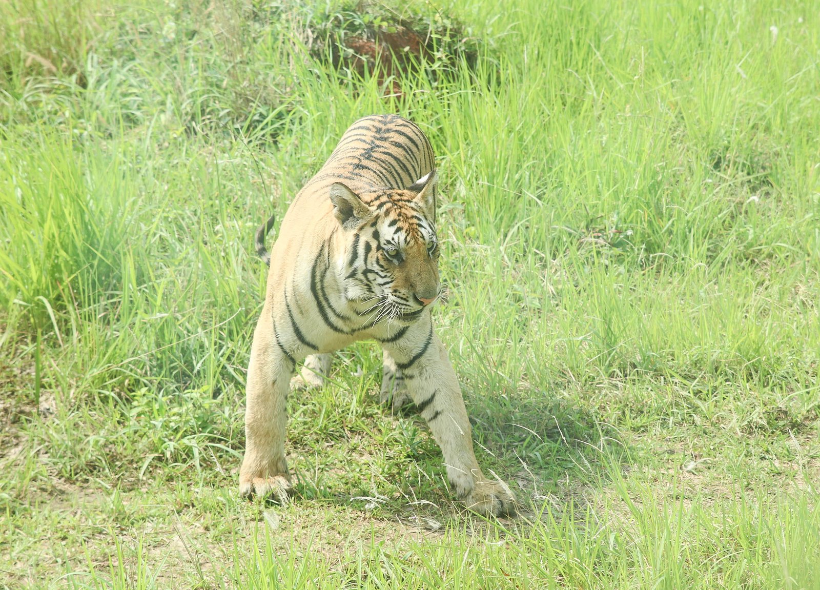 Their Roar Can Be Heard From Miles Away (image credits: wikimedia)