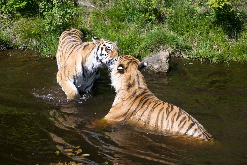 They're Swimming Champions Who Love Water (image credits: flickr)