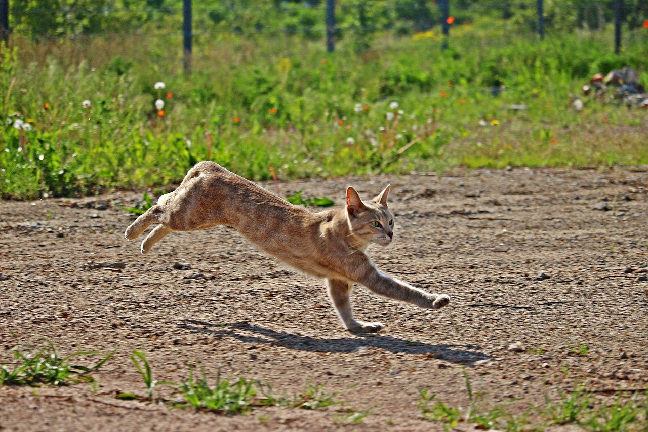 They Can Leap Further Than Most Cars Are Long (image credits: pixabay)