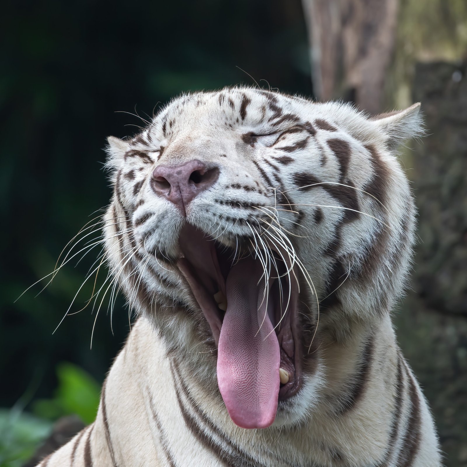 They Have a Secret Weapon: Their Tongue (image credits: wikimedia)