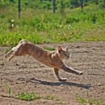Why Tigers Rule the Jungle — 10 Traits That Set Them Apart