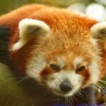 Leopards Do This at Night — 8 Things Captured by Trail Cams