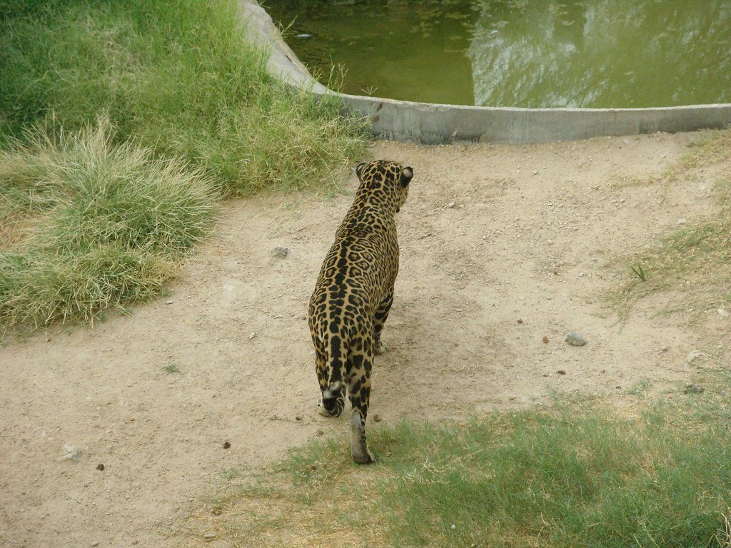 Jaguars Have the Strongest Bite Force of Any Big Cat (image credits: flickr)