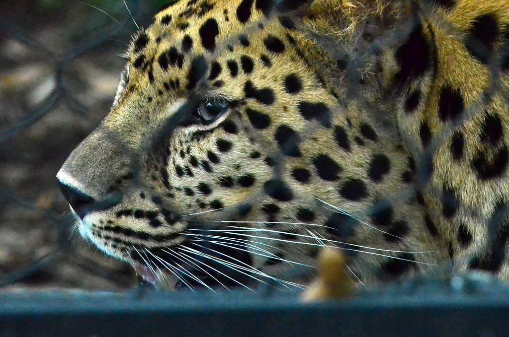 They're the Only Big Cats That Actually Love Swimming (image credits: flickr)