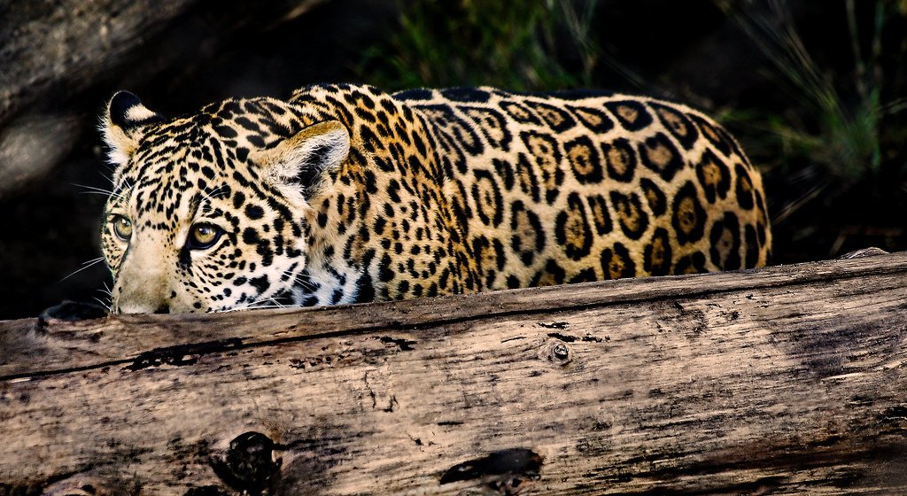 Jaguars Hunt in Complete Silence Despite Their Size (image credits: flickr)