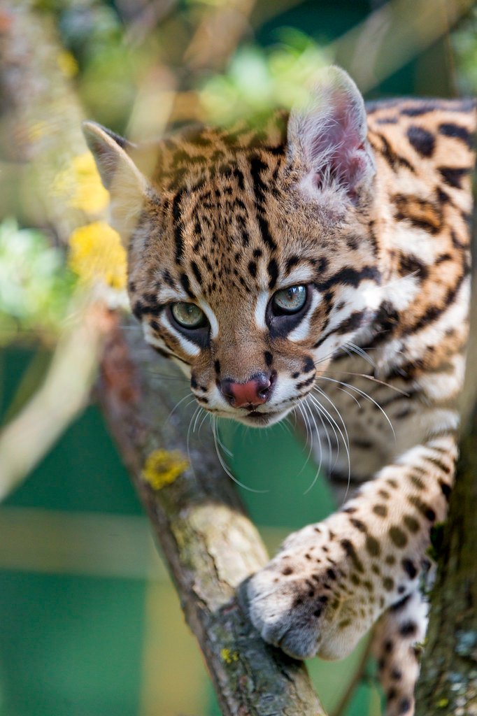 They Can Leap 10 Feet Straight Up Into Trees (image credits: flickr)
