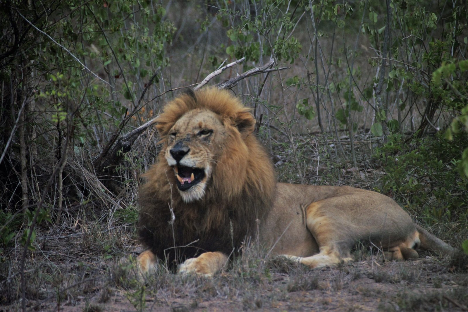 Male Lions Have Deeper Voices Than Females (image credits: wikimedia)