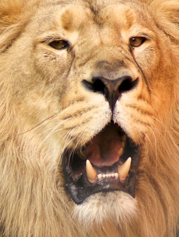 Lions Can Recognize Individual Voices from Miles Away (image credits: flickr)