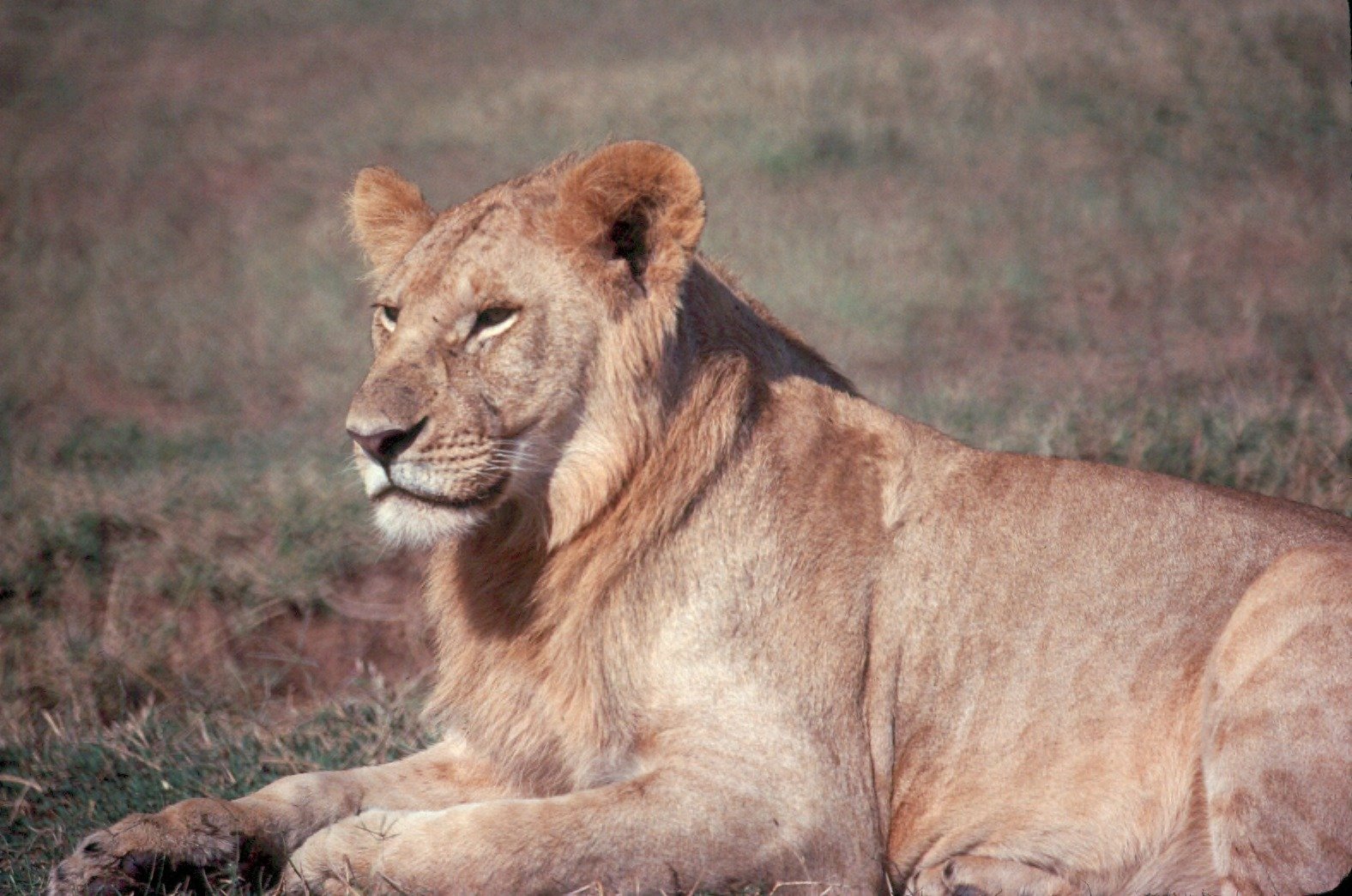 Lions Roar More at Night Than During the Day (image credits: wikimedia)