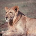 The Roar That Travels Miles — 11 Secrets Behind Lion Vocal Power