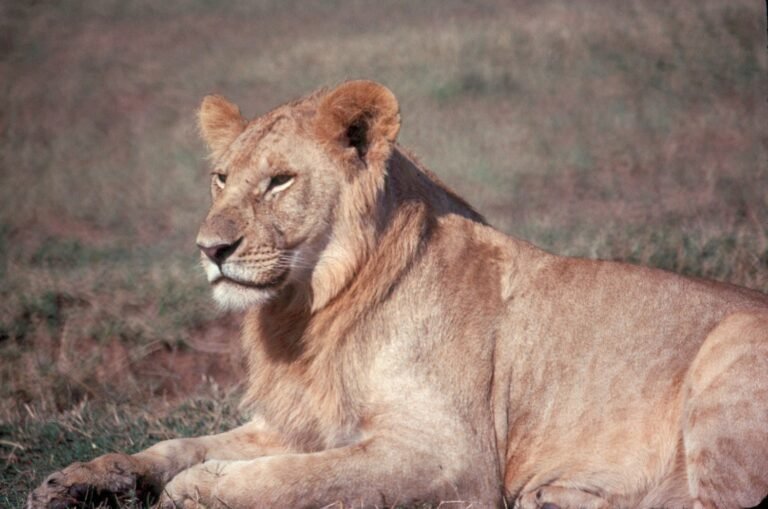 The Roar That Travels Miles — 11 Secrets Behind Lion Vocal Power