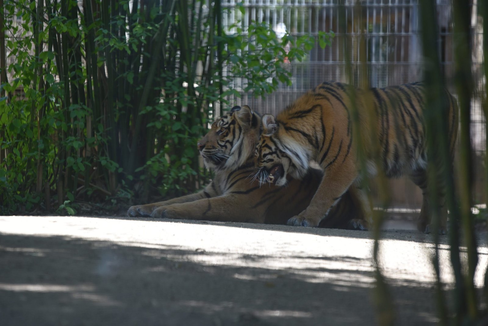 Chuffing — The Big Cat's Friendly Hello (image credits: wikimedia)