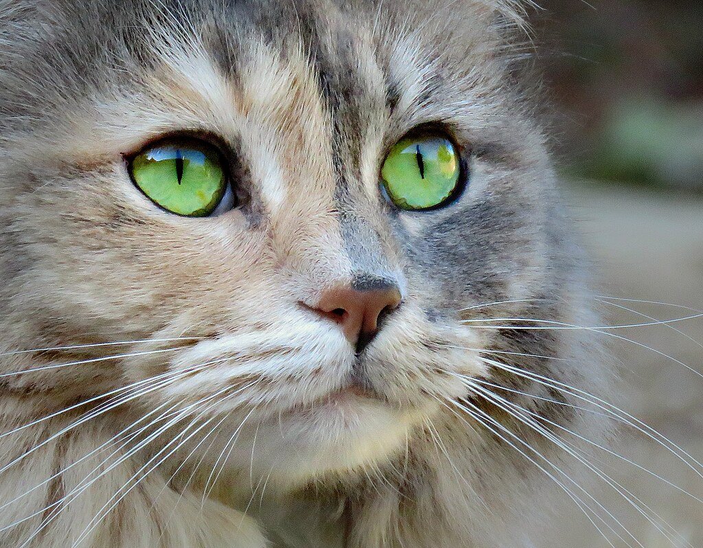 Eye Contact Rules That Could Save Your Life (image credits: flickr)