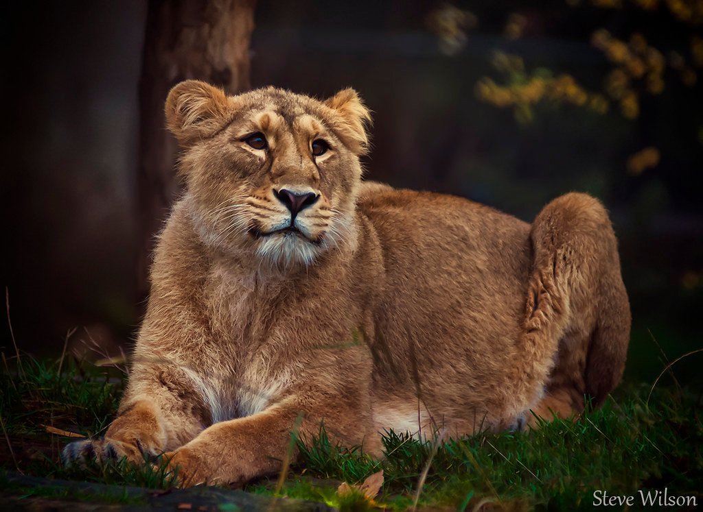 The Roar That Travels Five Miles (image credits: flickr)