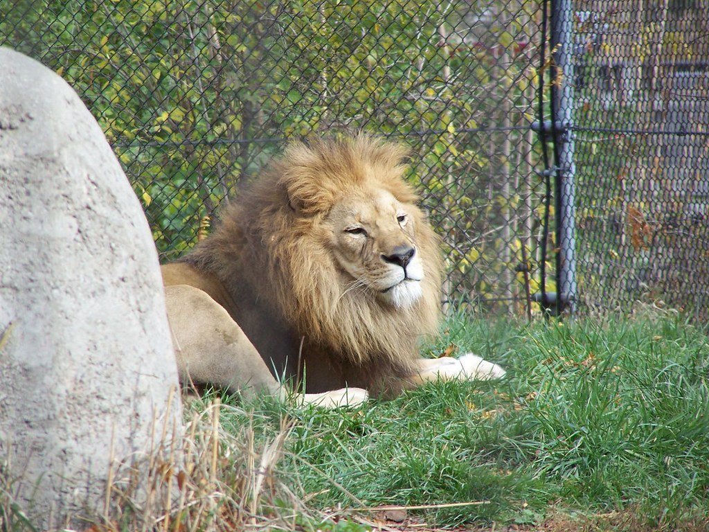 Male Lions Sleep 20 Hours a Day (image credits: flickr)
