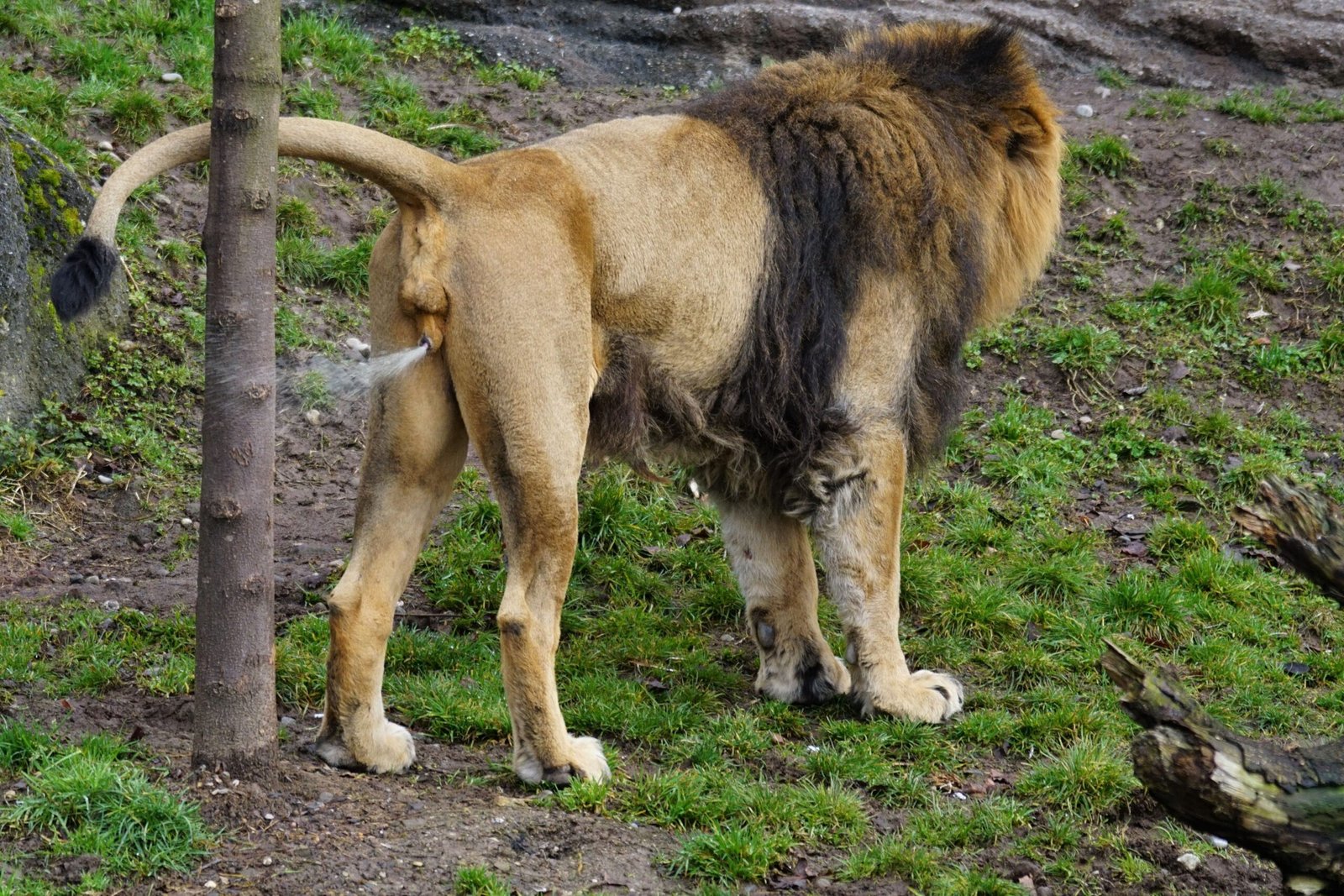 Mane Color Reveals a Lion's Fighting Power (image credits: wikimedia)