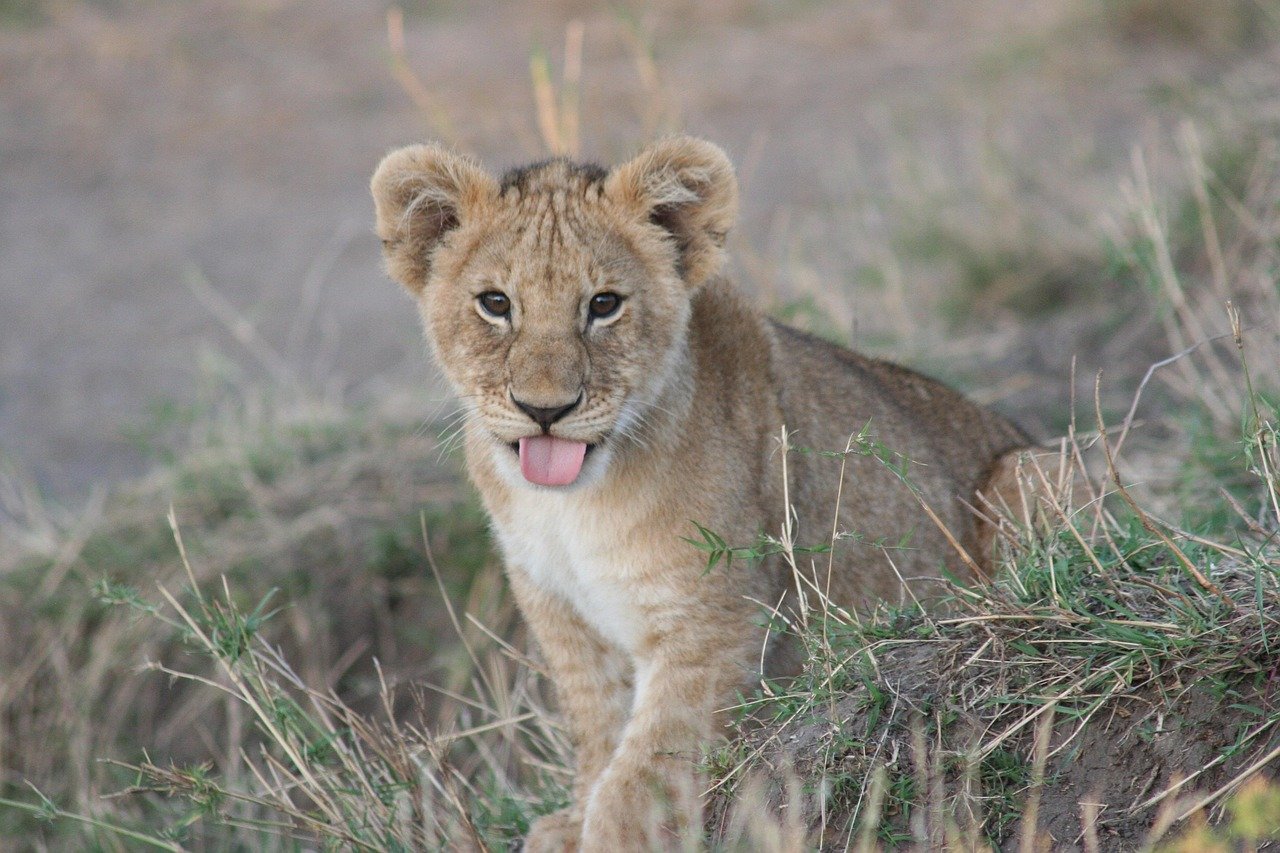 Cubs Have Spots Like Leopards (image credits: pixabay)