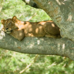 Lions Can't Climb Trees Well
