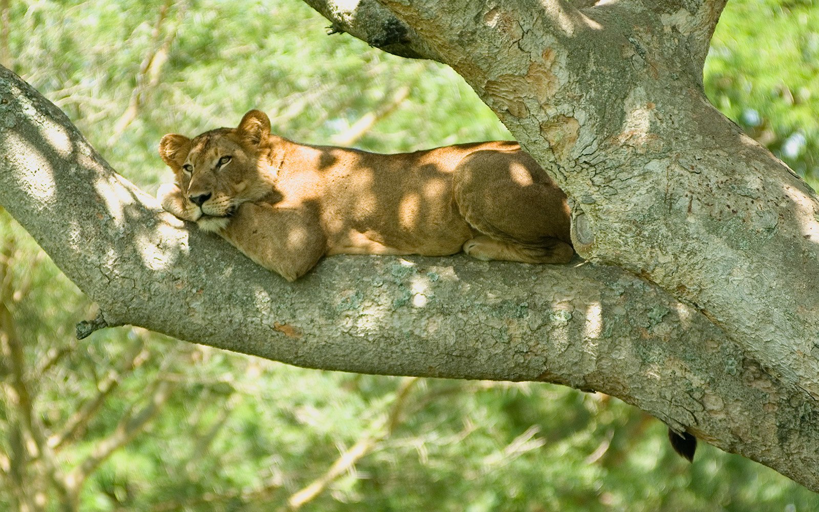 Lions Can't Climb Trees Well