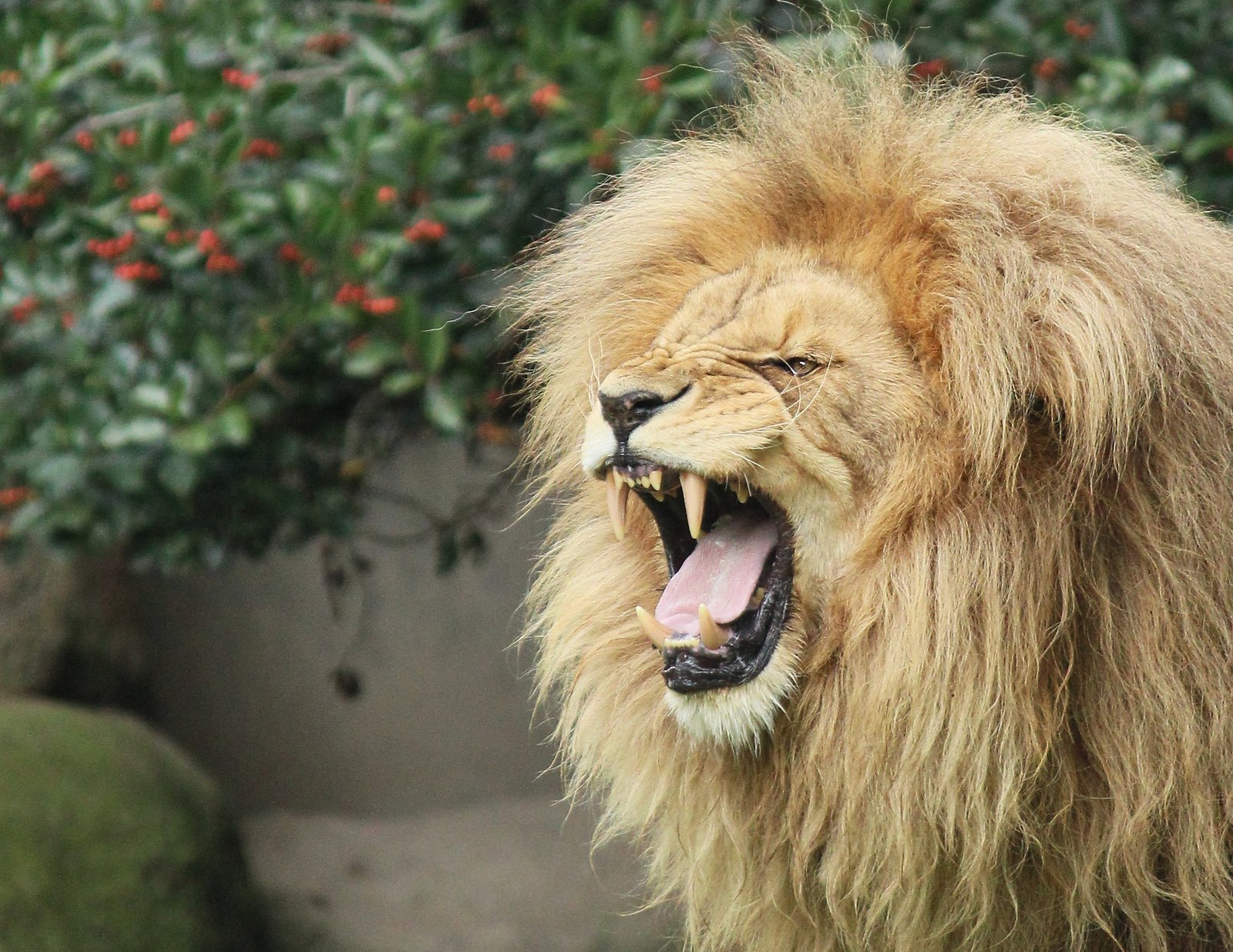 Lions Have a Second Nose (image credits: wikimedia)
