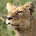 Territory, Power, Drama! — 9 Fascinating Behaviors of Wild Lions