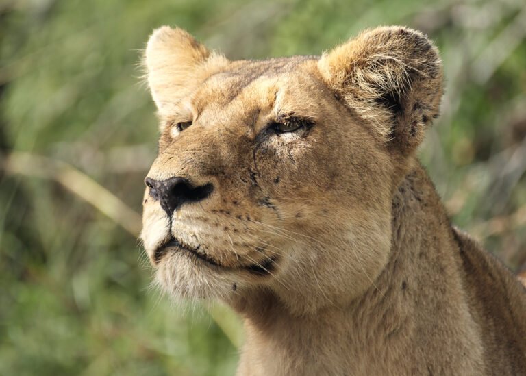 Territory, Power, Drama! — 9 Fascinating Behaviors of Wild Lions