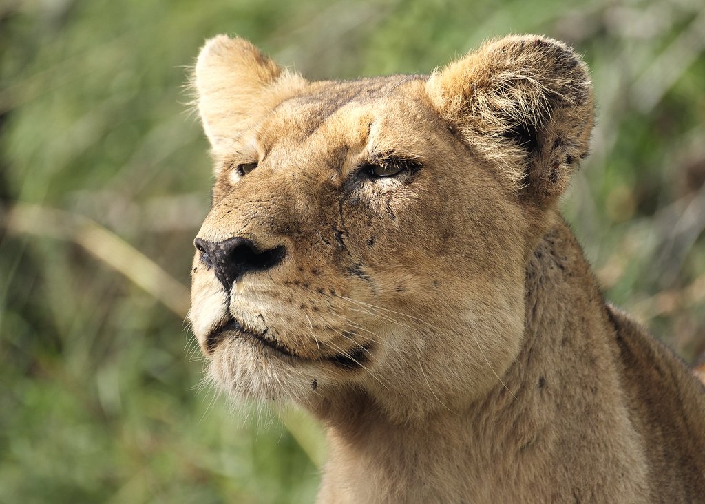 Territory, Power, Drama! — 9 Fascinating Behaviors of Wild Lions