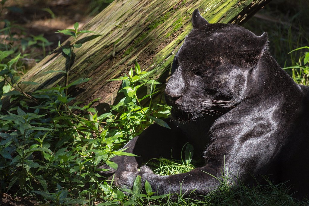 Costa Rica's Corcovado National Park — Central America's Hidden Panther Haven (image credits: flickr)
