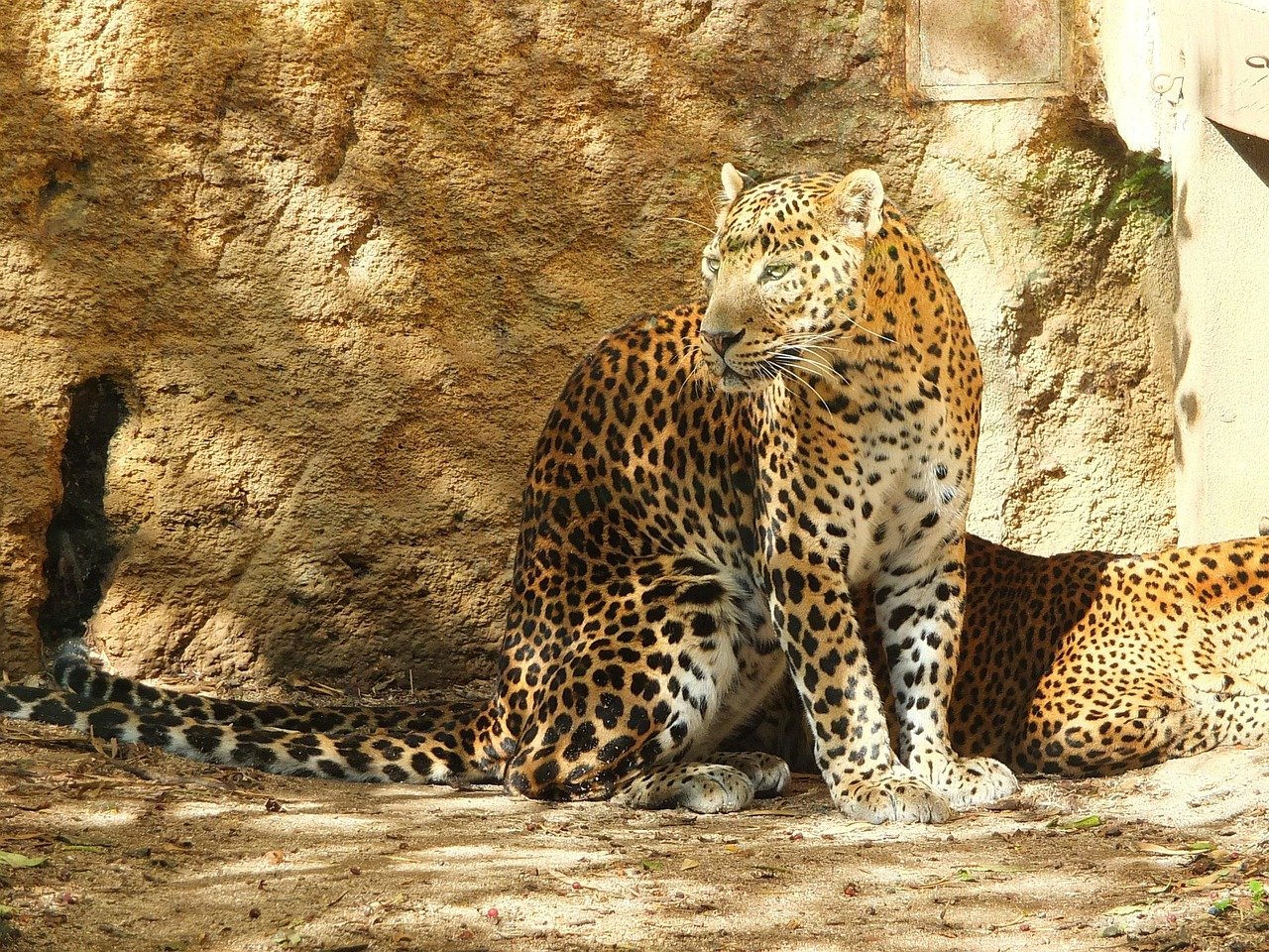 Which of These Shadow Hunters Would You Brave the Wilderness to Encounter? (image credits: pixabay)