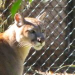 Panther Sightings — 7 Rare Places You Might Spot One in 2025