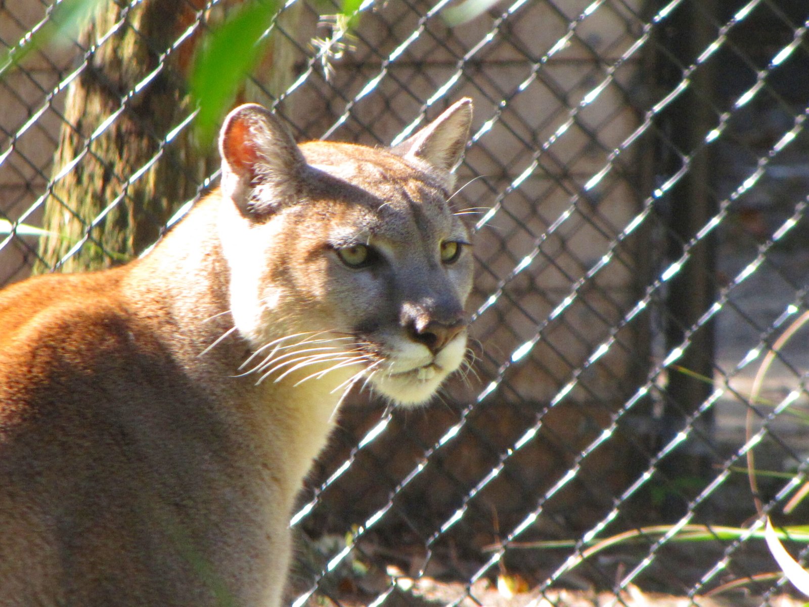 Panther Sightings — 7 Rare Places You Might Spot One in 2025